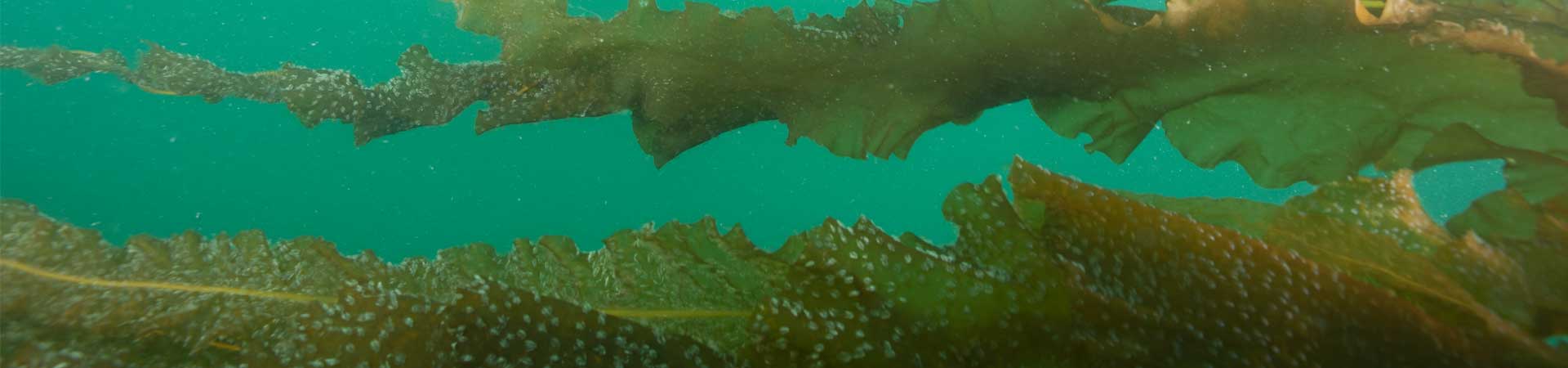 diver photo showing the seaweed farm below water surface