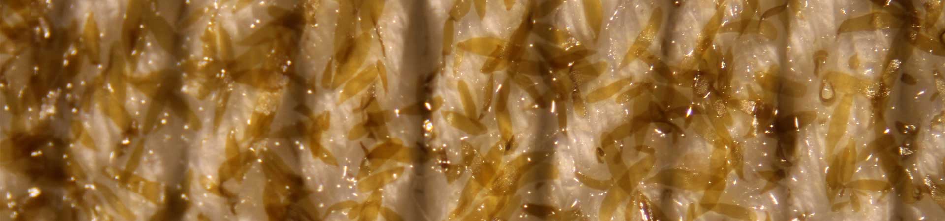 Tiny brown seaweeds on slat twine 