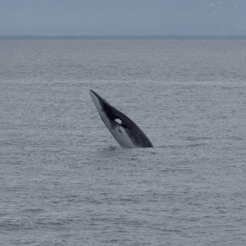 North Atlantic Minke Whale (Balaenoptera acutorostrata ssp. acutorostrata) breaching vertically from calm grey ocean waters near a distant shoreline.