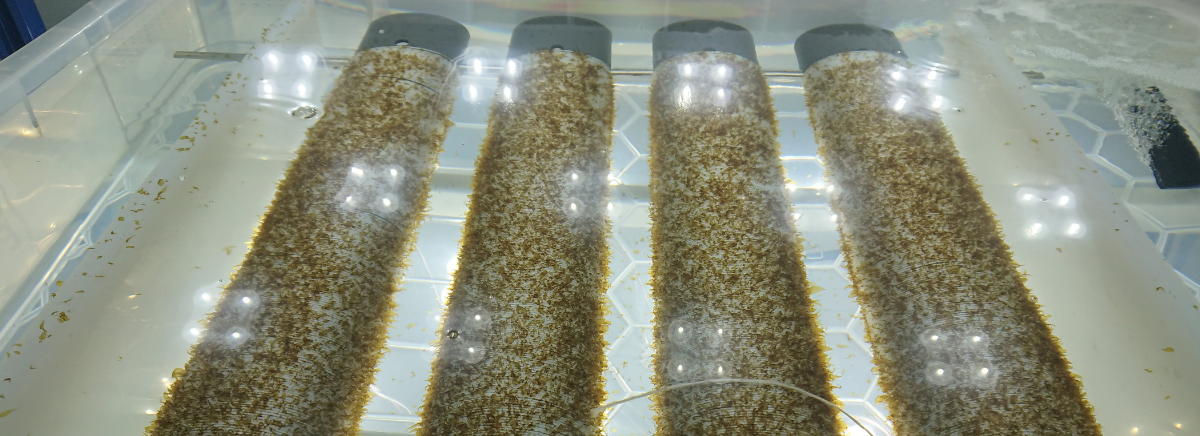 Close-up of seeded twine covered with young seaweed growth in a water-filled nursery tray at the SAMS Enterprise Seaweed Nursery.