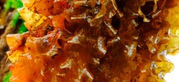 Seaweed